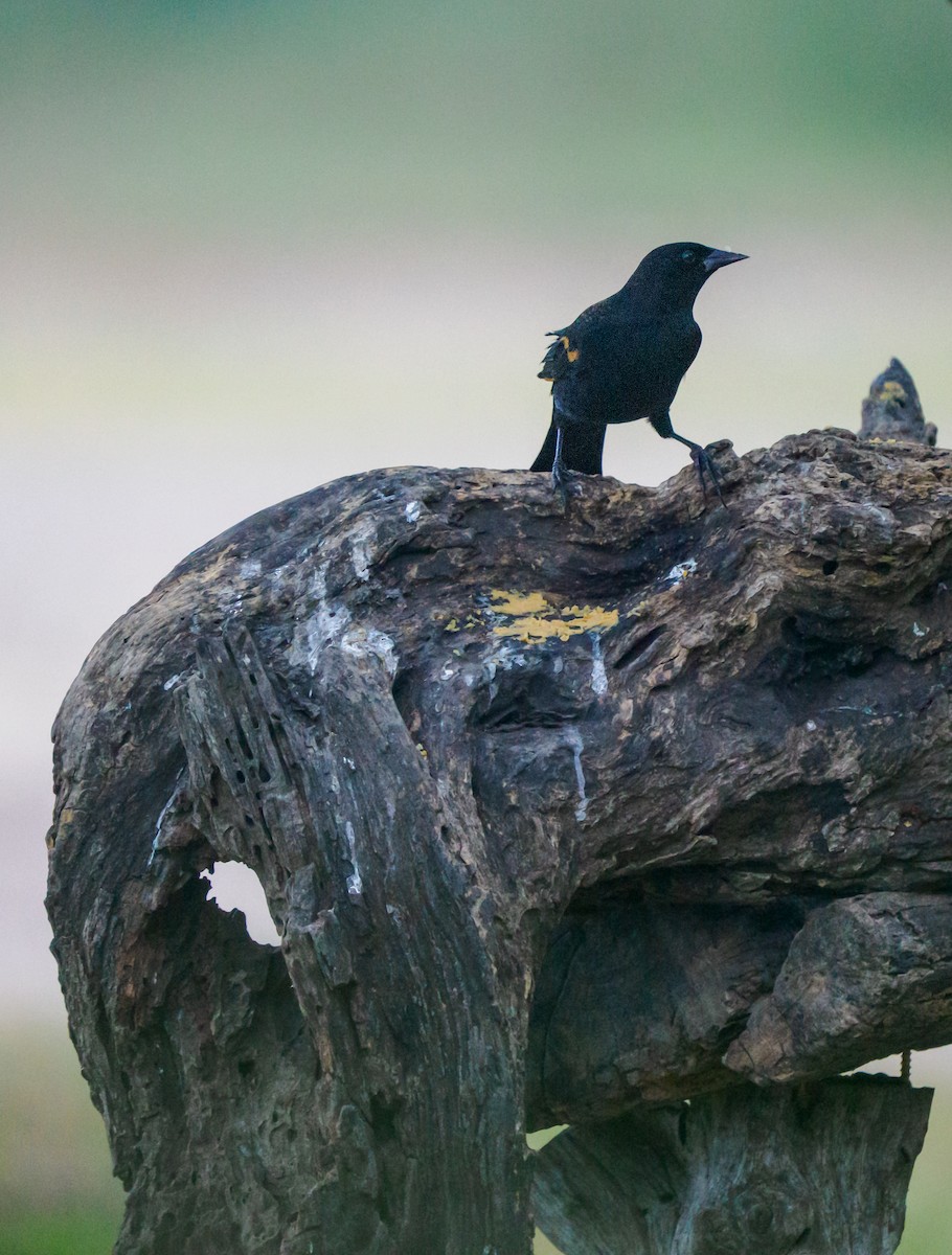 Красноплечий трупиал - ML645303049