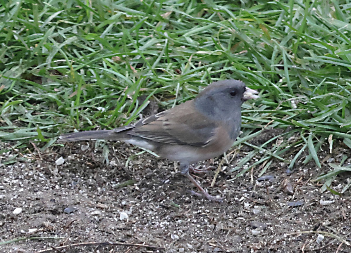 Dark-eyed Junco - ML645303050