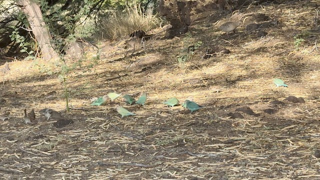 Нерозлучник рожевощокий - ML645303058