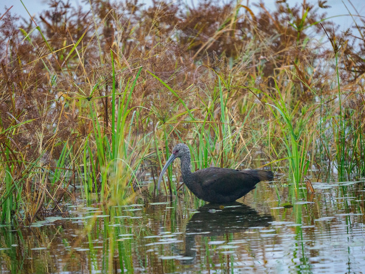 Beltzaran musuzuria - ML645303059