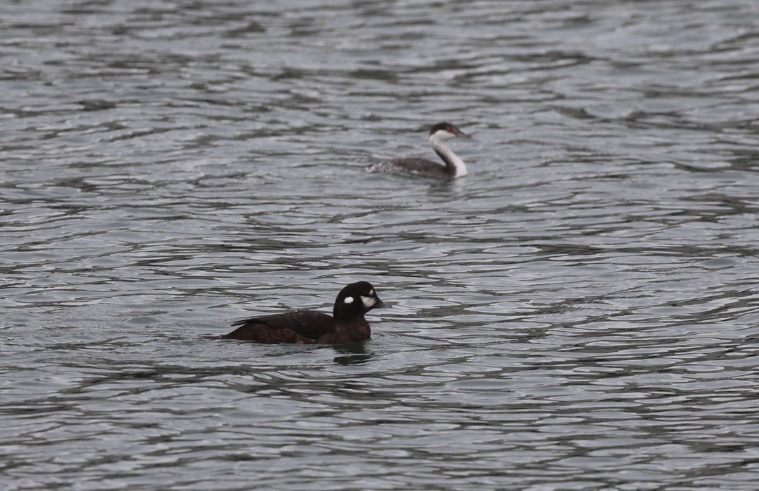 Harlequin Duck - ML645303060