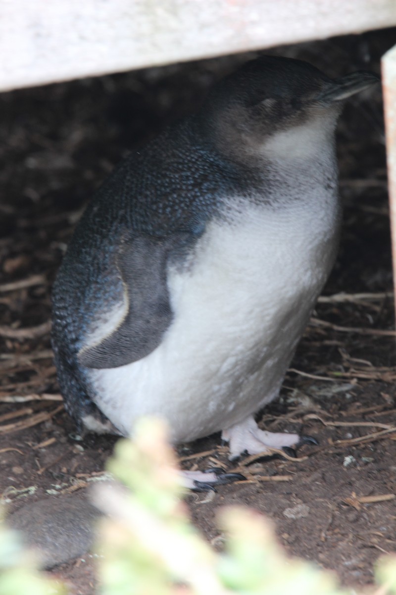 Little Penguin - ML645303061