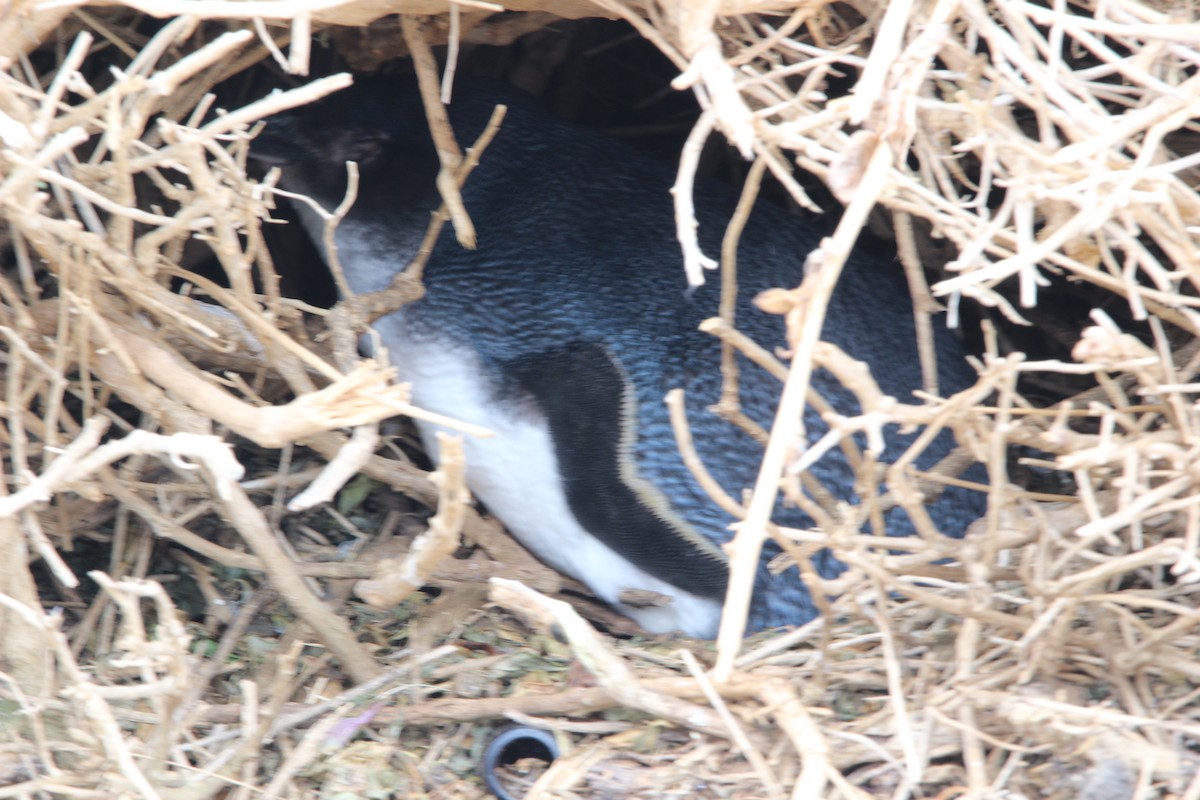 Little Penguin - ML645303062