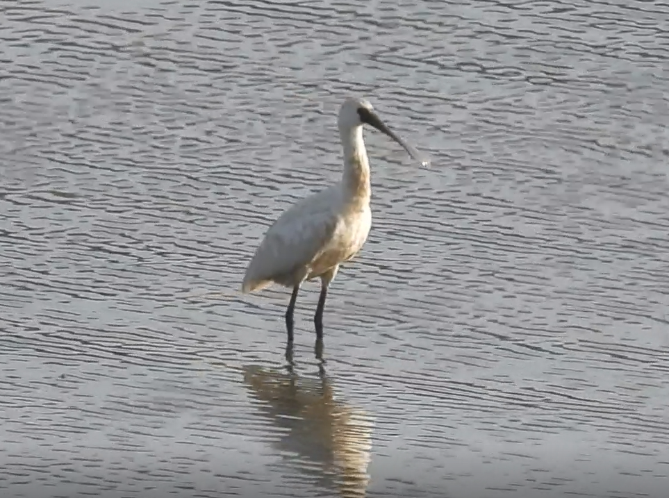 Black-faced Spoonbill - ML645303069