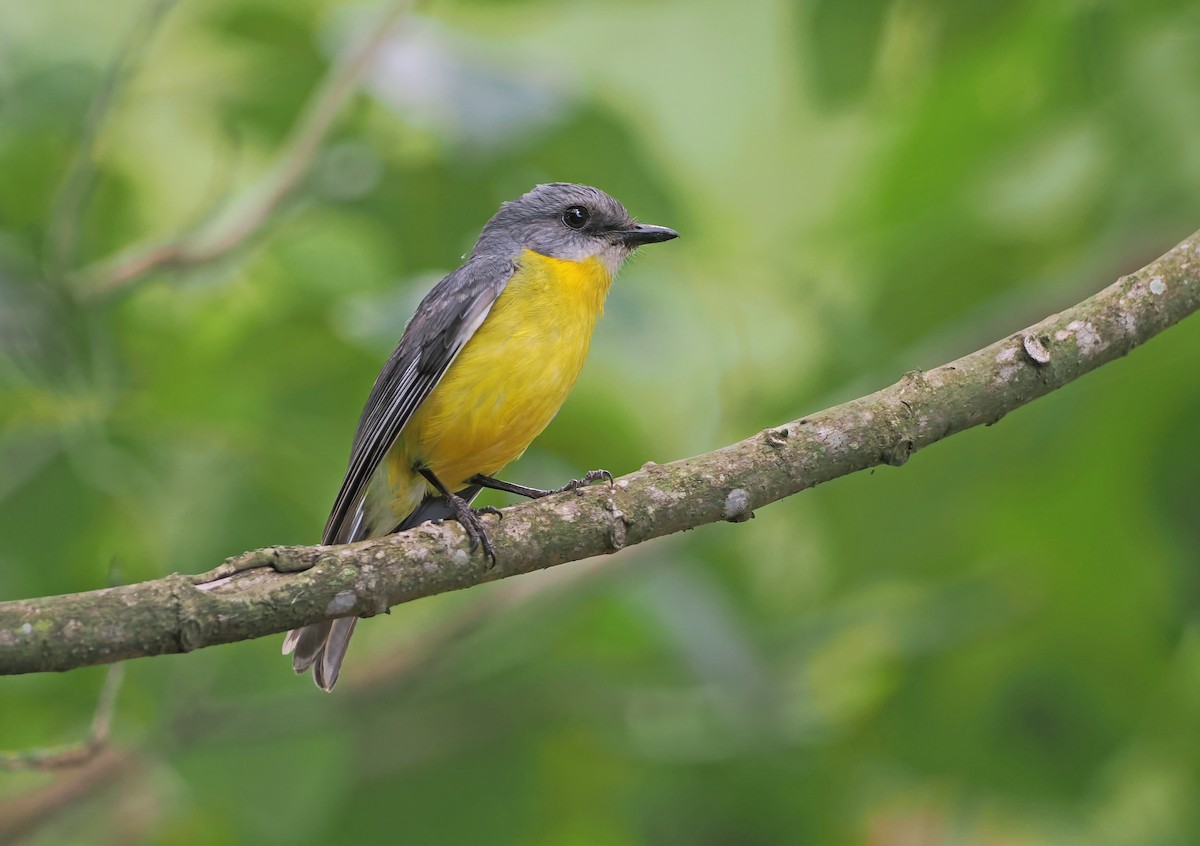 lejsčík žlutý - ML645303072