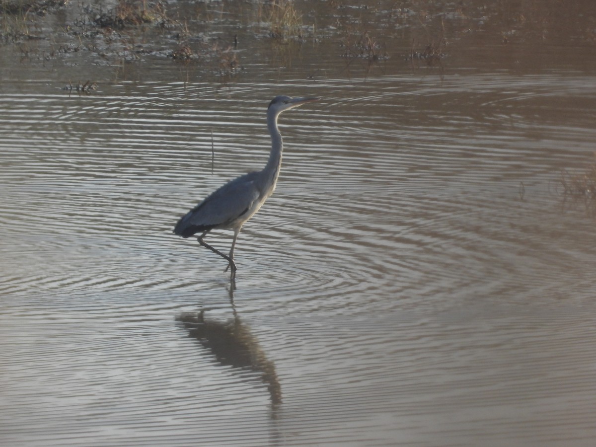 Gray Heron - ML645303078