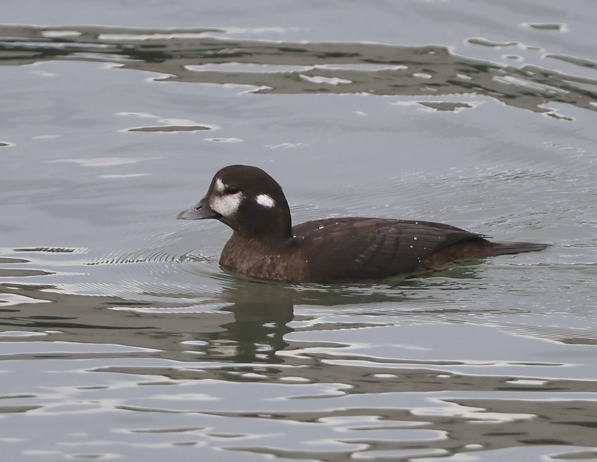 Harlequin Duck - ML645303079