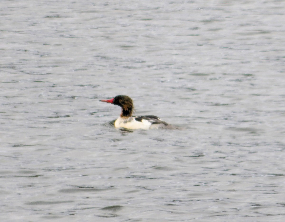 Common Merganser - ML645303080
