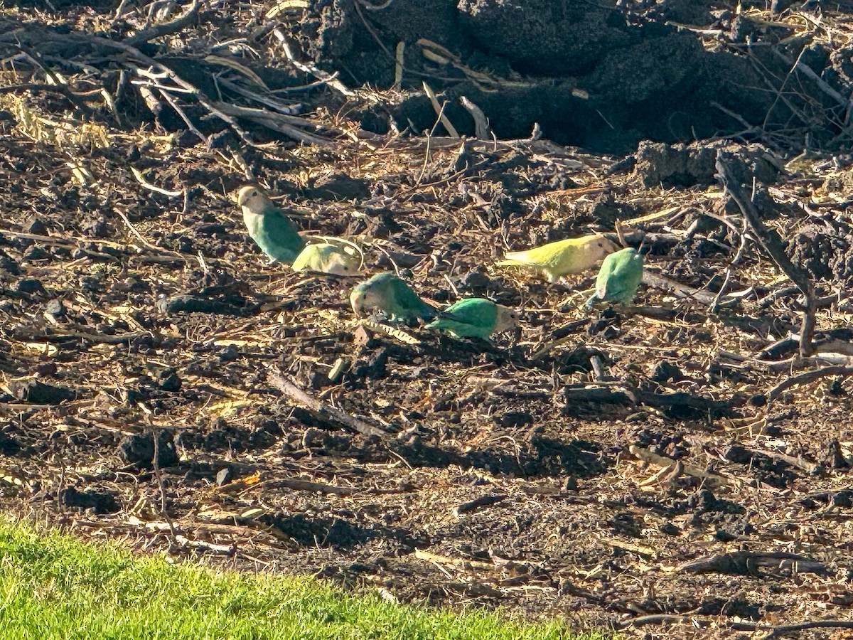 Rosy-faced Lovebird - ML645303086