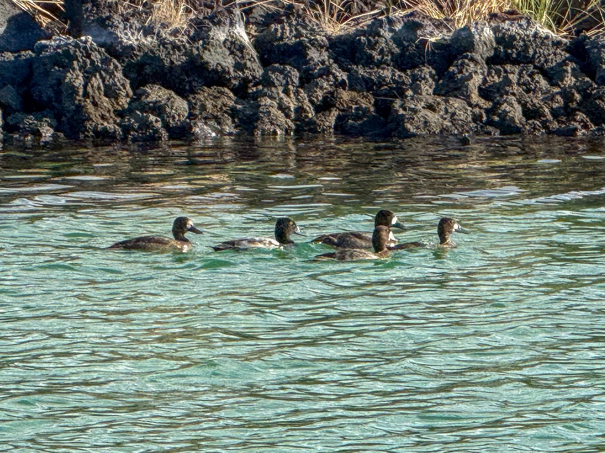 Lesser Scaup - ML645303090