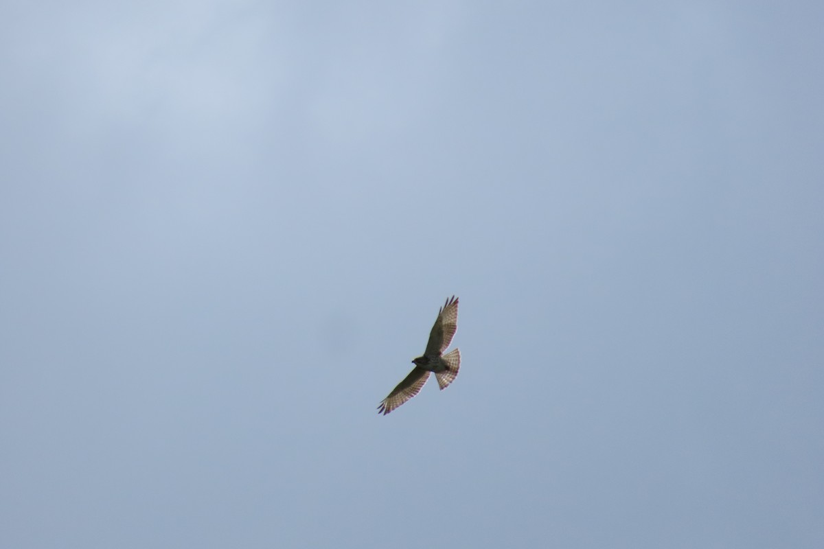 Broad-winged Hawk - ML645303103