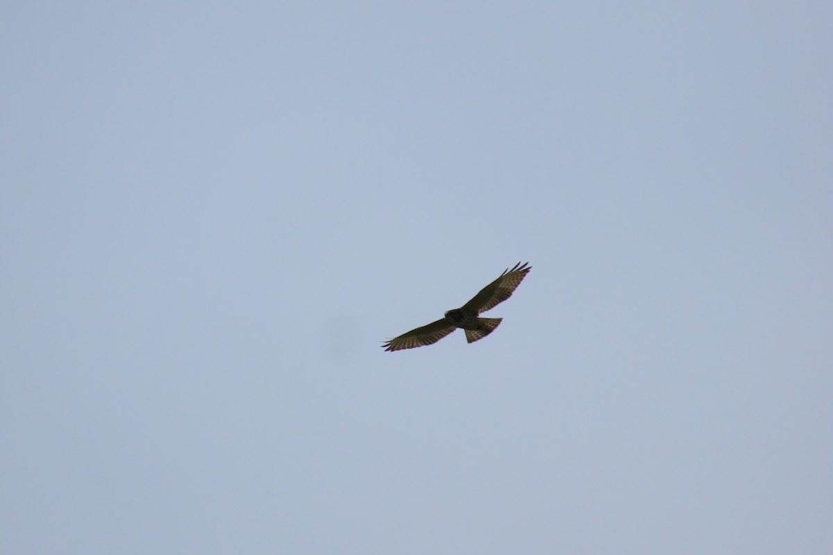 Broad-winged Hawk - ML645303104