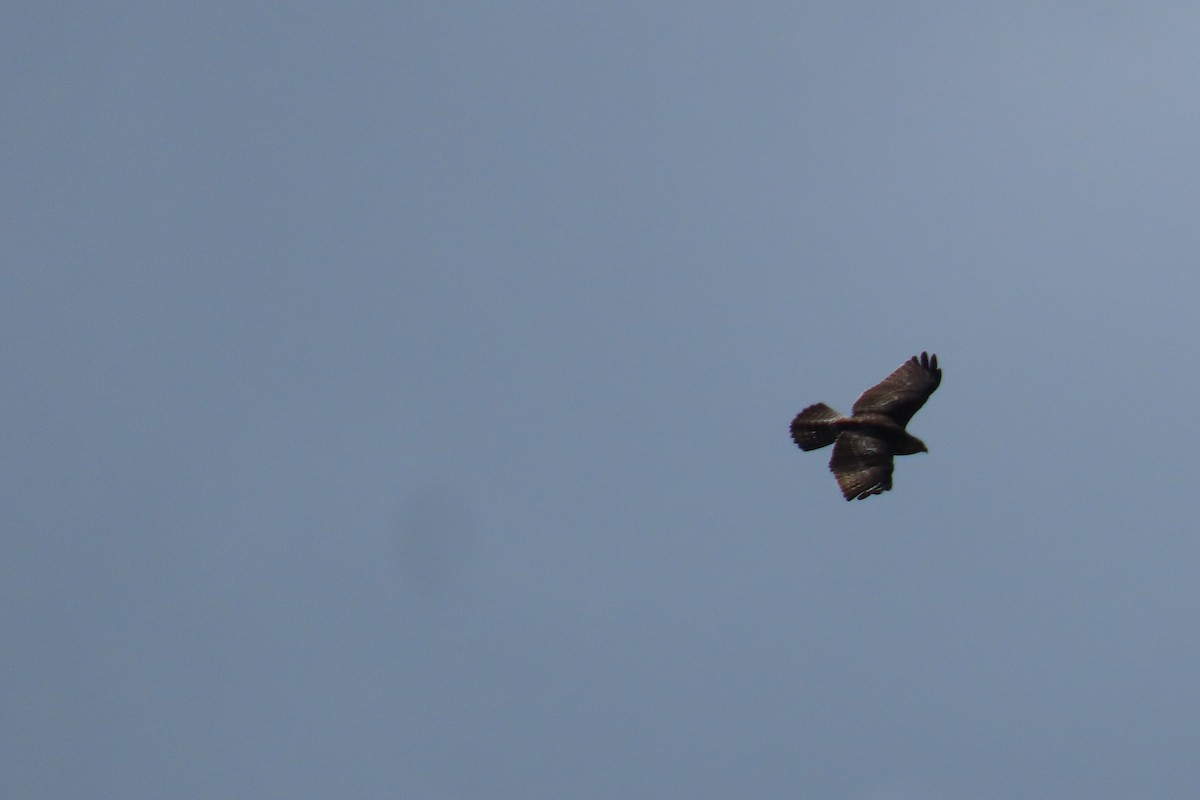 Broad-winged Hawk - ML645303105