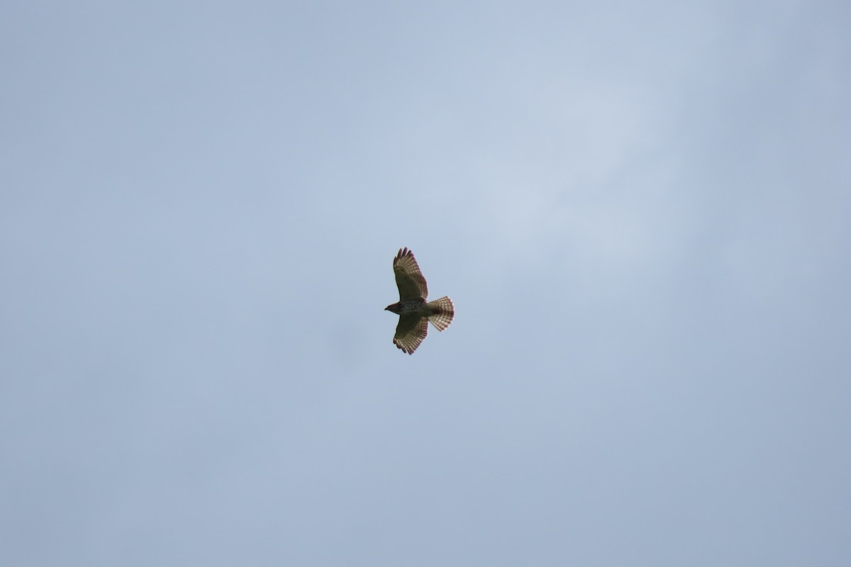 Broad-winged Hawk - ML645303106