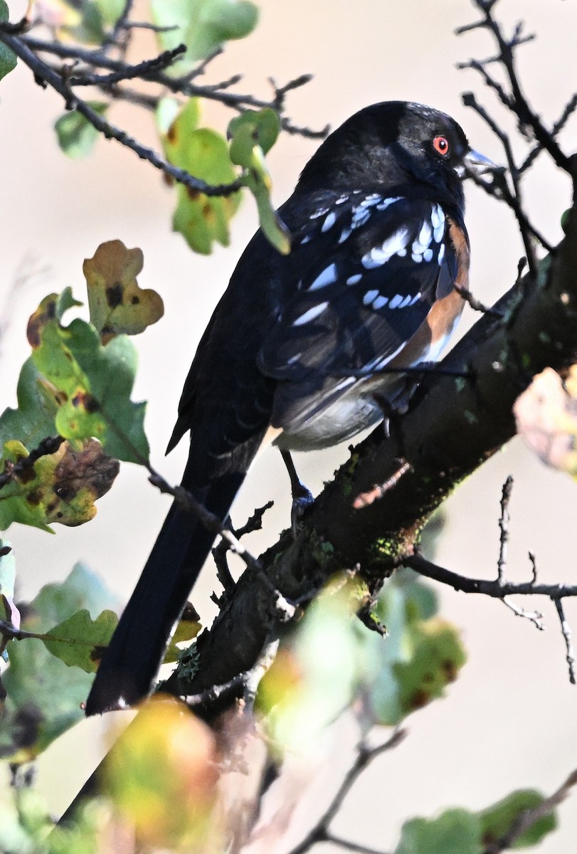 Spotted Towhee - ML645303109