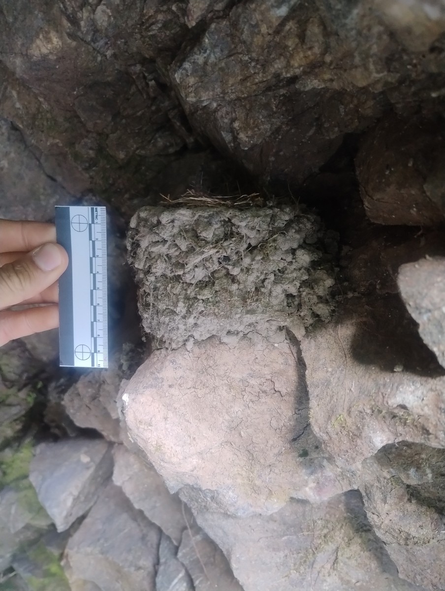 Black Phoebe - ML645303110