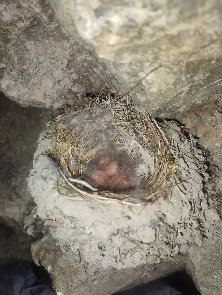 Black Phoebe - ML645303111