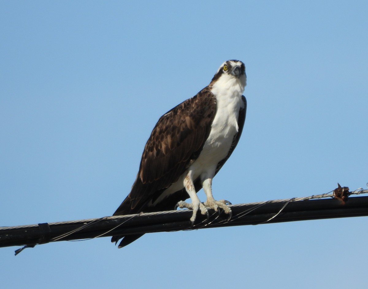 Osprey - ML645303113