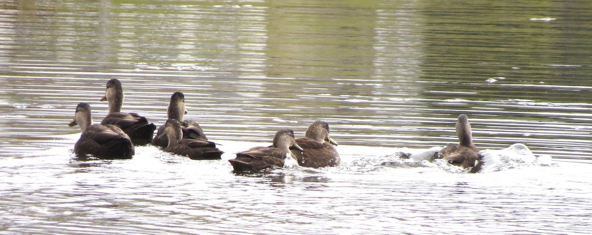 Ahate iluna - ML645303114