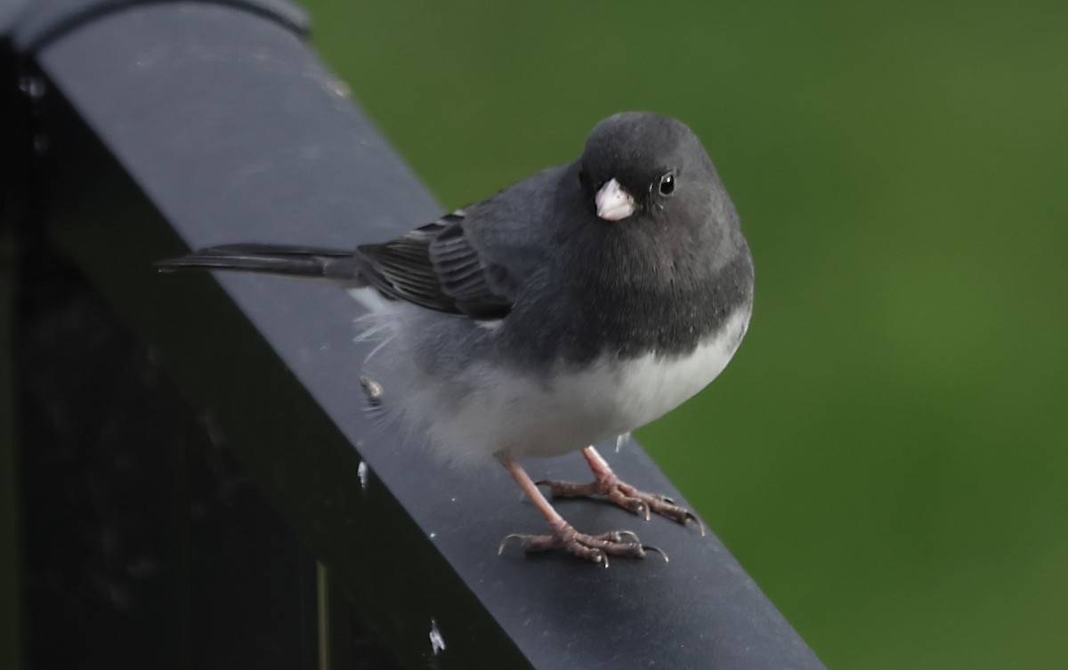 Dark-eyed Junco - ML645303116