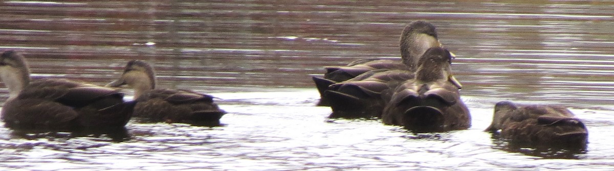 Ahate iluna - ML645303117