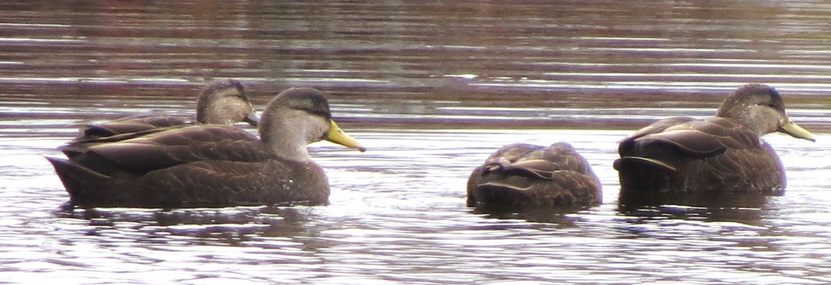 Ahate iluna - ML645303119