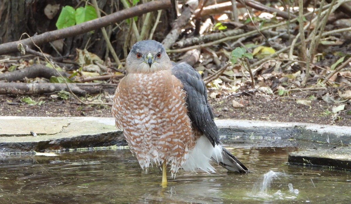 Cooper's Hawk - ML645303126