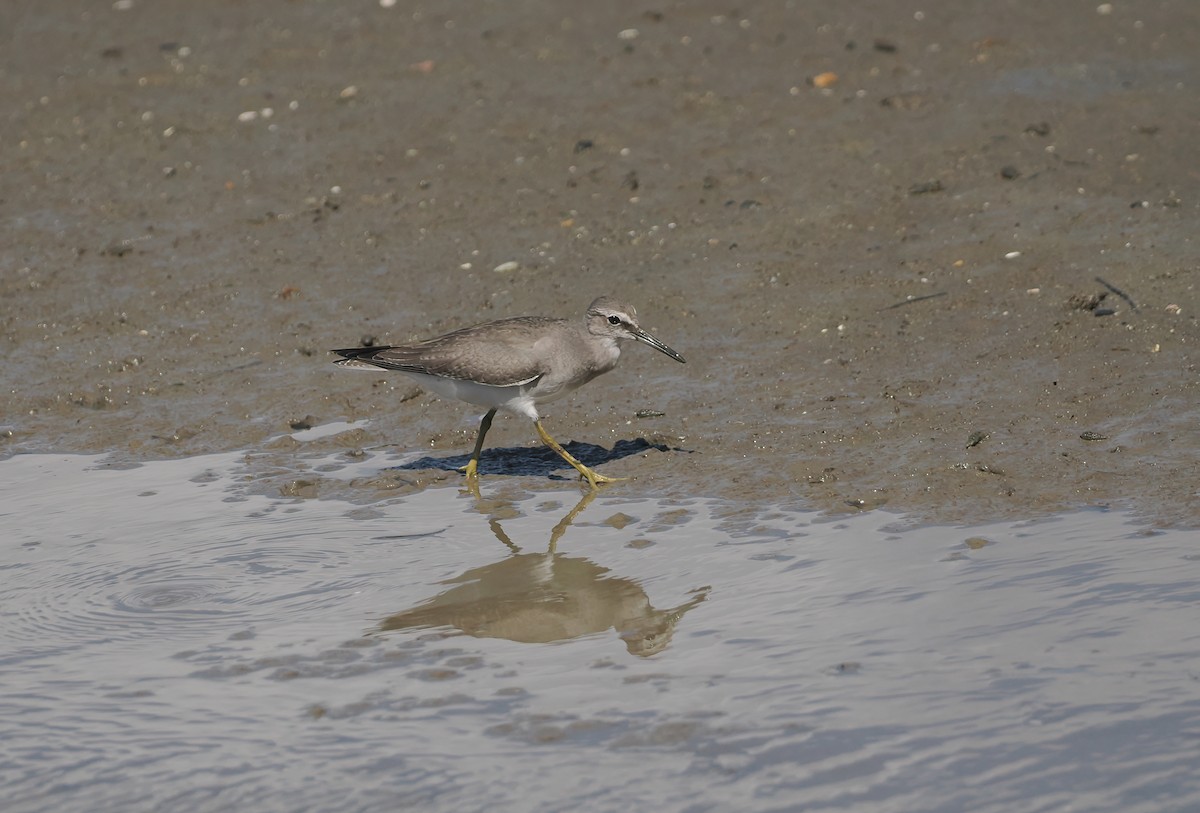 Playero Siberiano - ML645303127