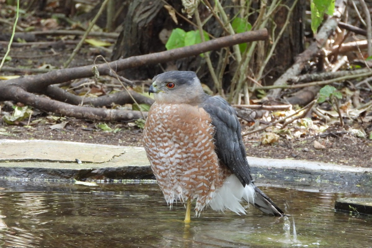 Cooper's Hawk - ML645303128