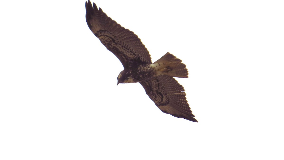 White-tailed Hawk - ML645303129