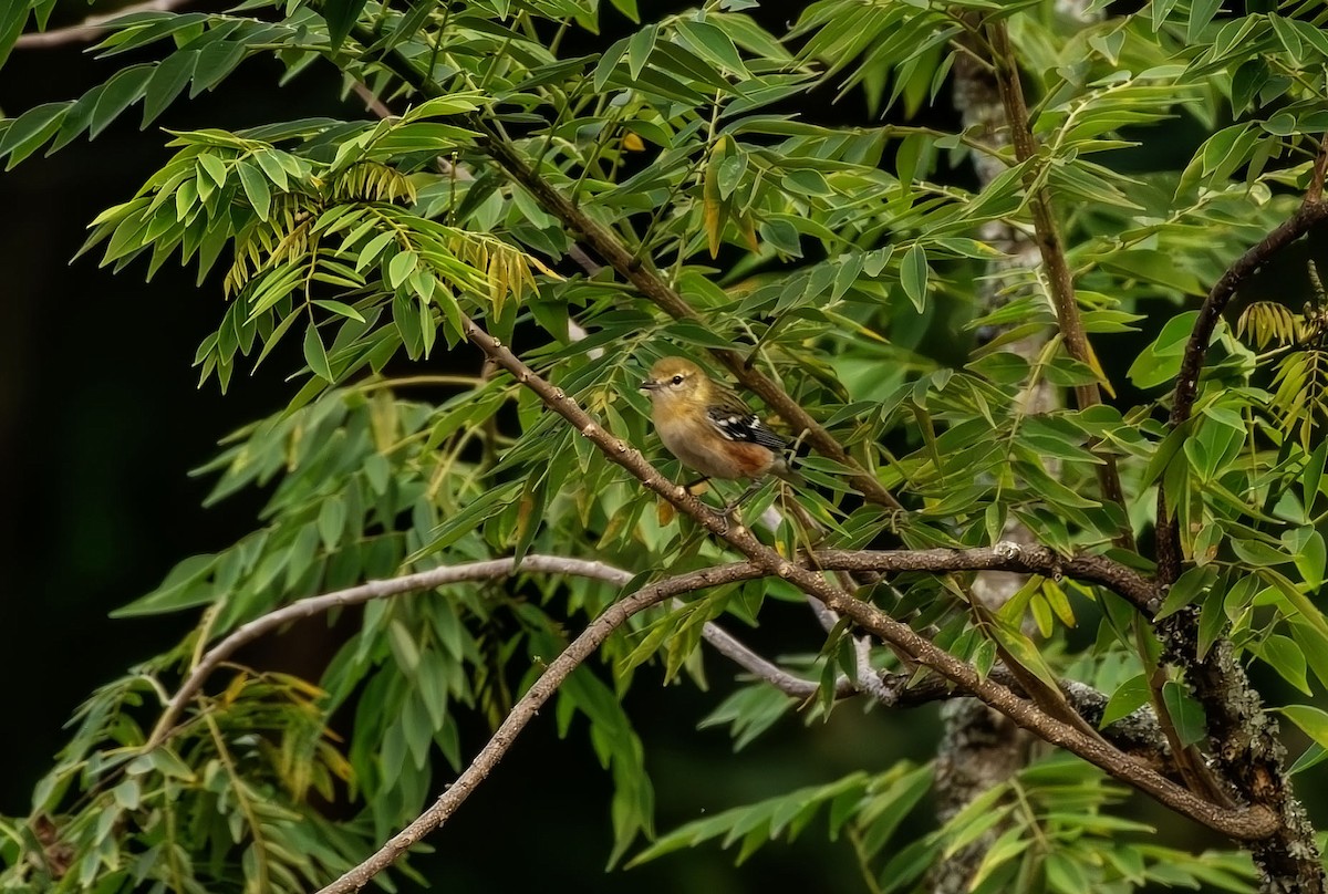 Пісняр-лісовик каштановий - ML645303133