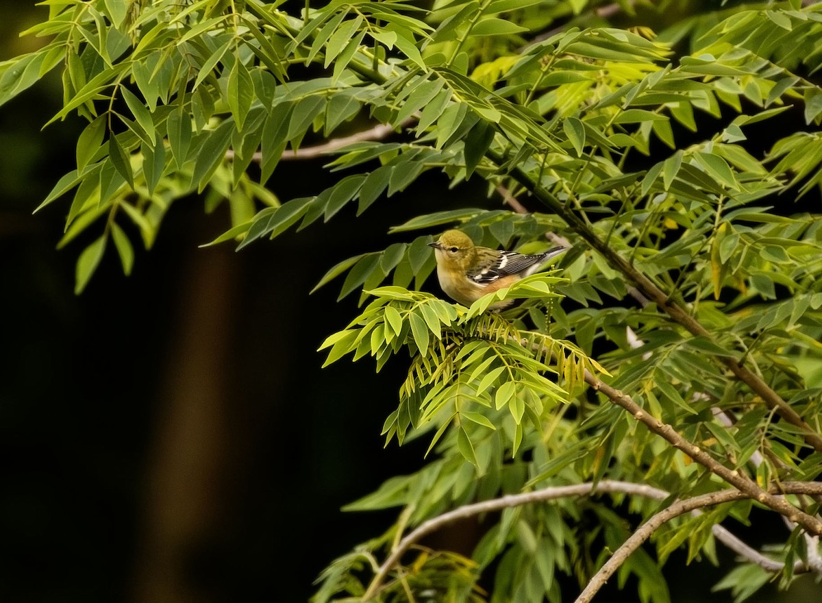 Пісняр-лісовик каштановий - ML645303134