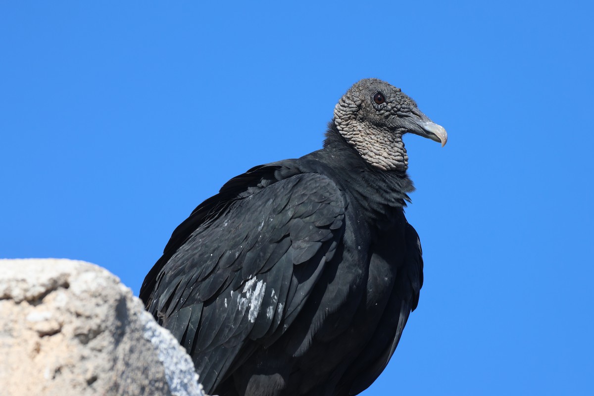 Urubu noir - ML645303137