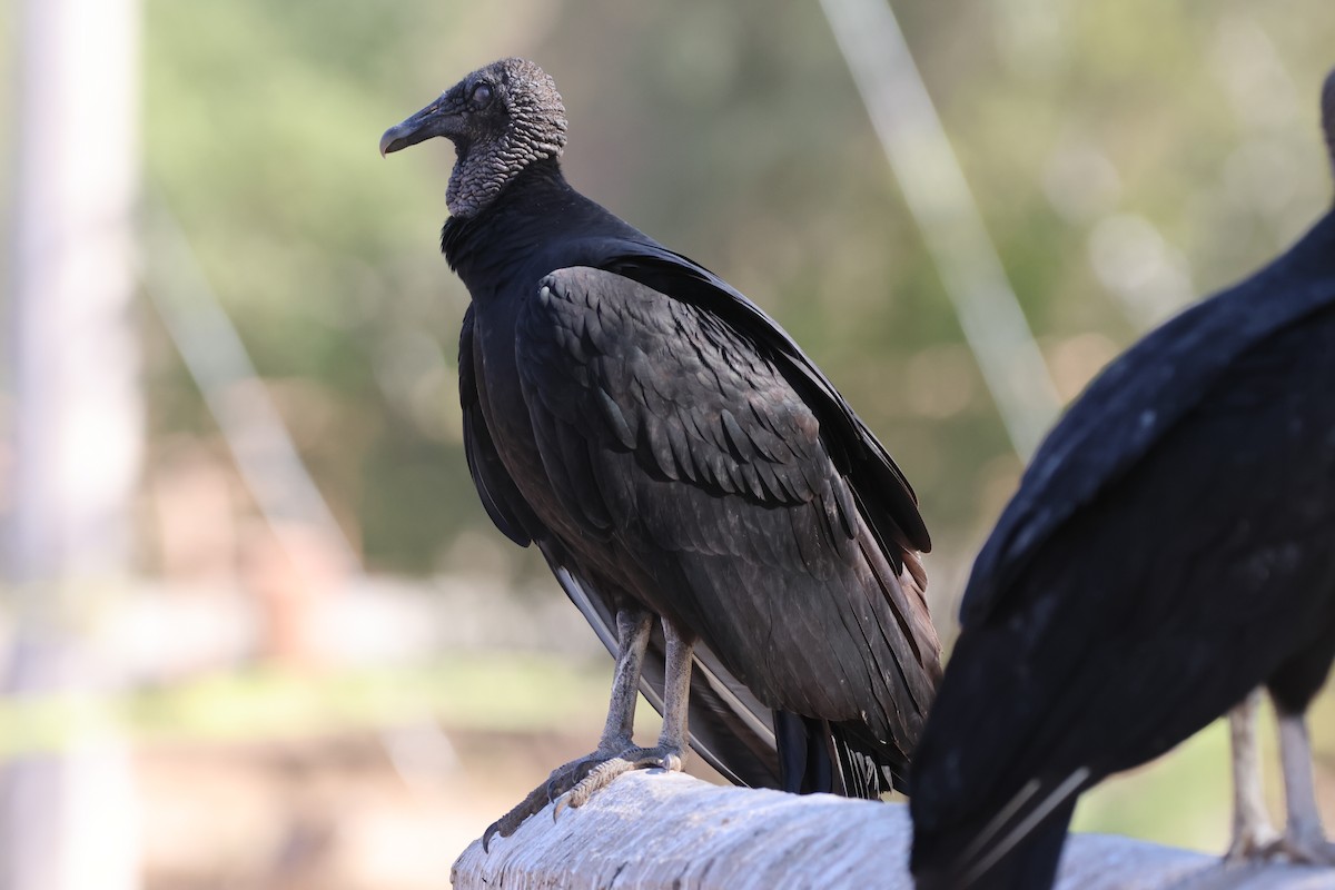 Urubu noir - ML645303138