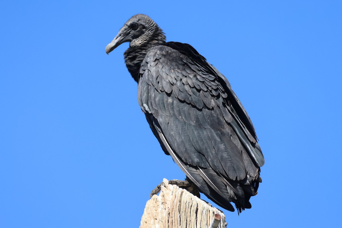 Urubu noir - ML645303139