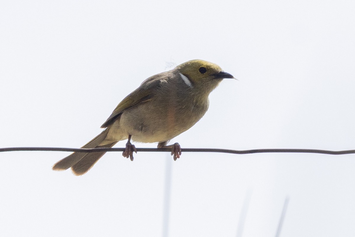 hvitsmykkehonningeter - ML645303141