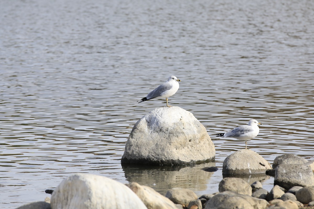 Halkalı Martı - ML645303143