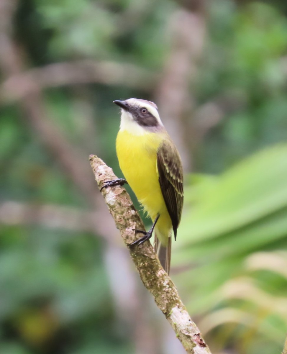 Sosyal Tiran - ML645303144