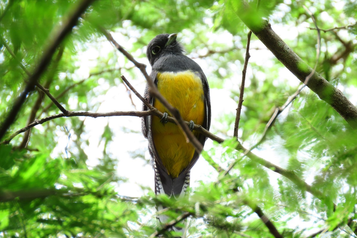 Gartered Violaceous Trogon - ML645303145