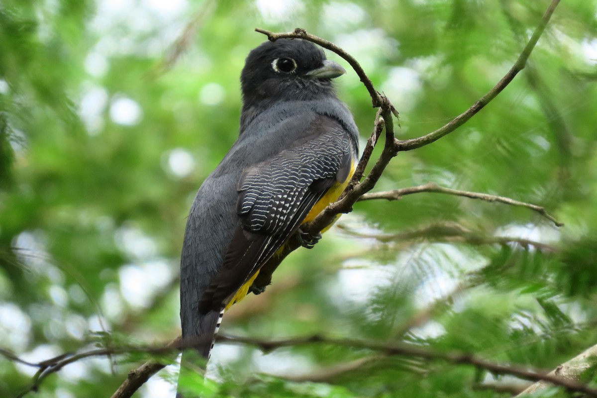 Gartered Violaceous Trogon - ML645303146