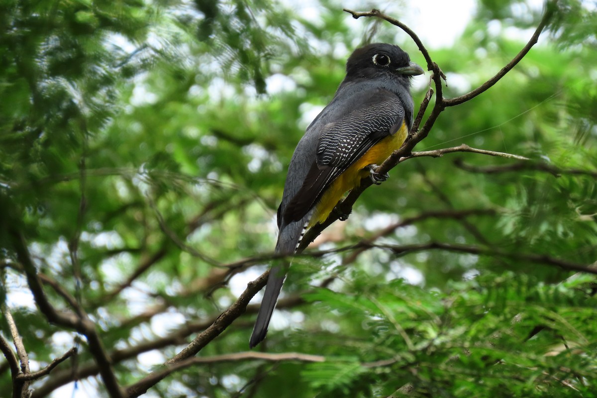 Gartered Violaceous Trogon - ML645303147