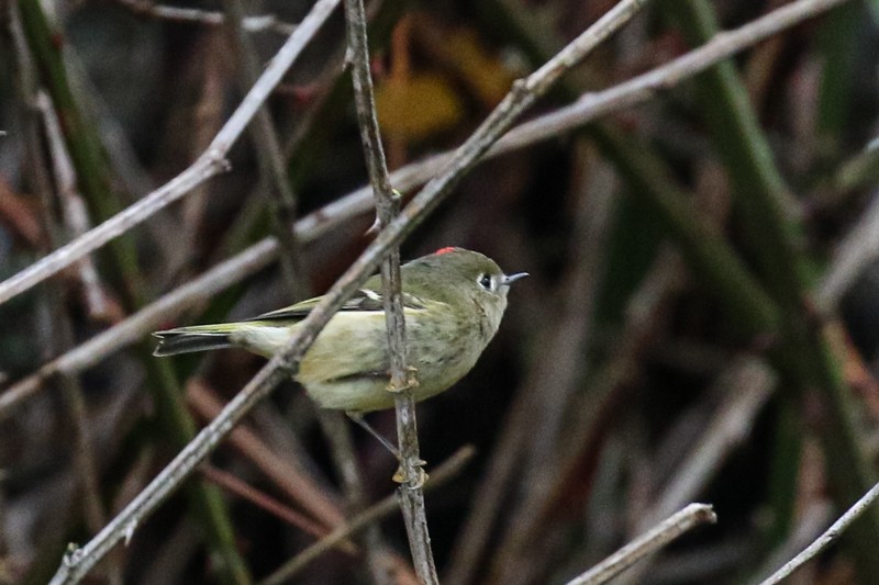 Ruby-crowned Kinglet - ML645303149