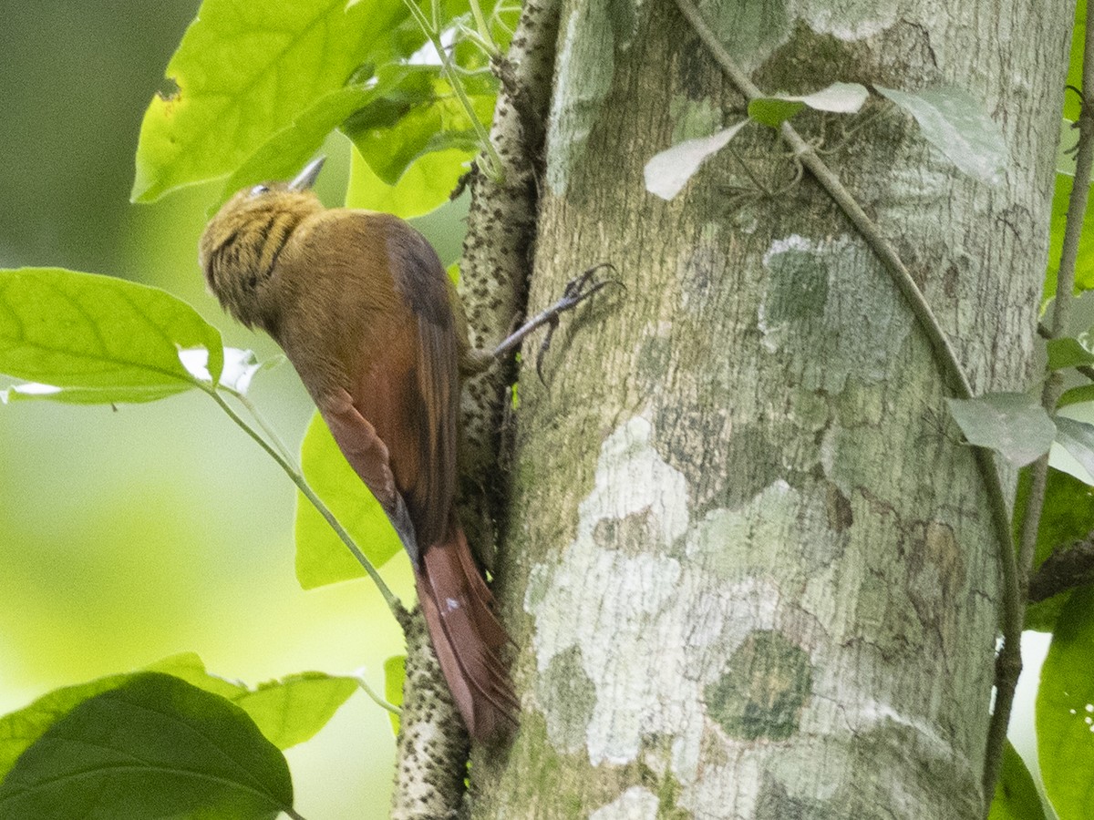 Olivaceous Woodcreeper - ML645303155