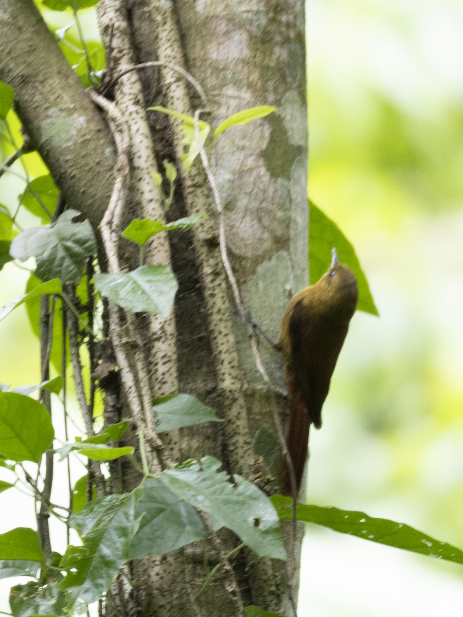Olivaceous Woodcreeper - ML645303156