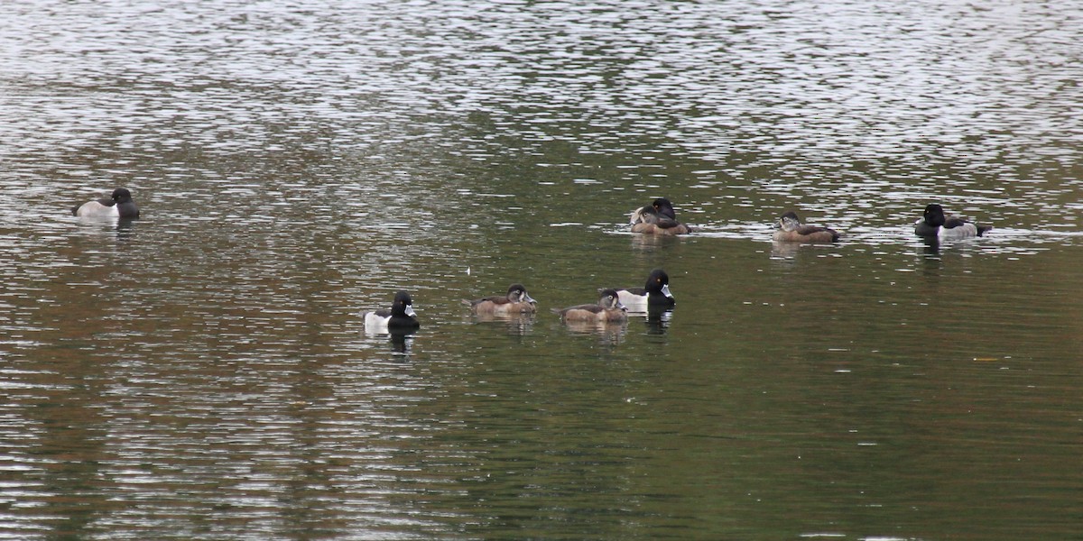 Ring-necked Duck - ML645303158