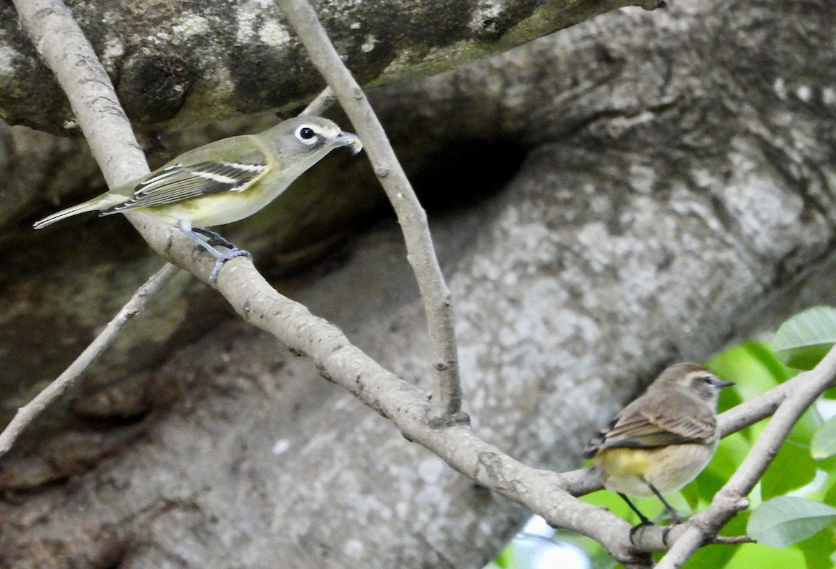 eremittvireo - ML645303166