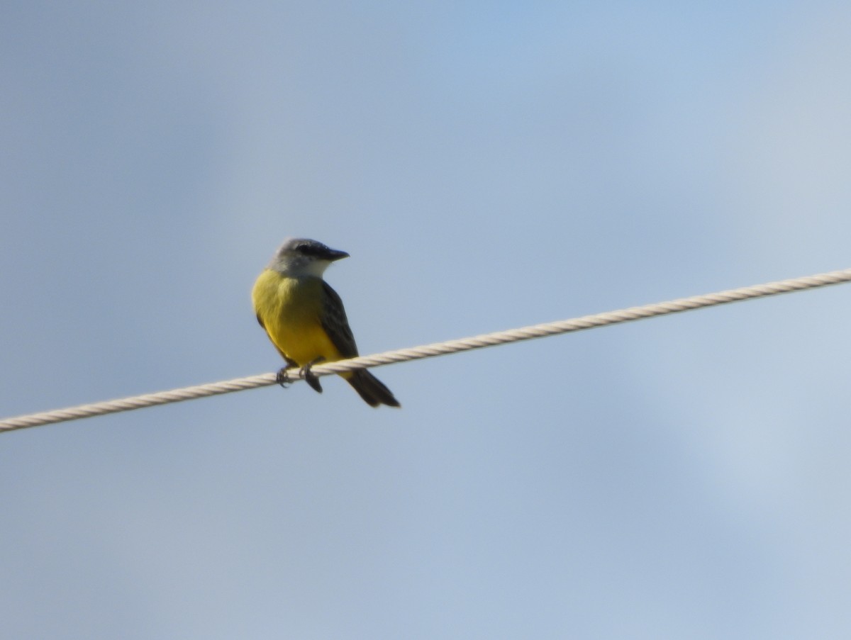 Couch's Kingbird - ML645303167
