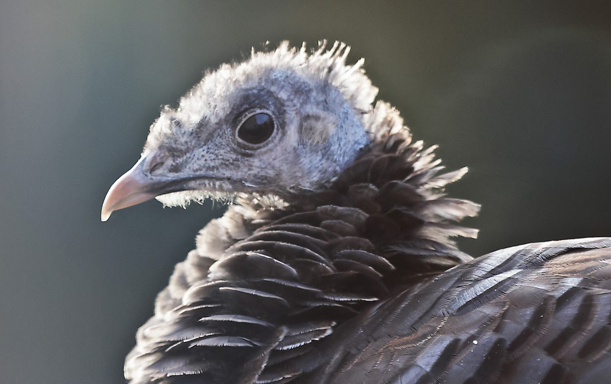 krocan divoký - ML645303173