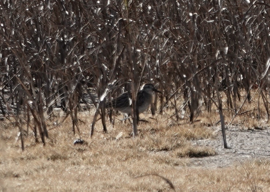 Sharp-tailed Sandpiper - ML645303187