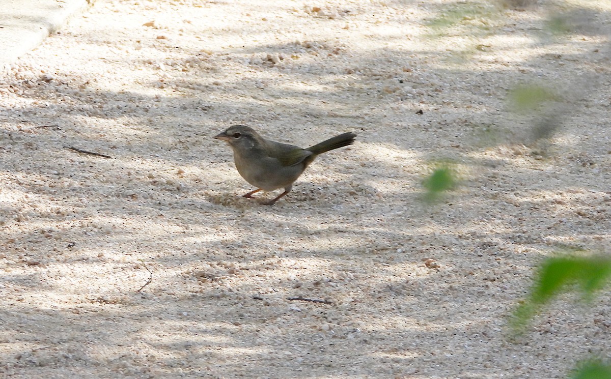 Olive Sparrow - ML645303188